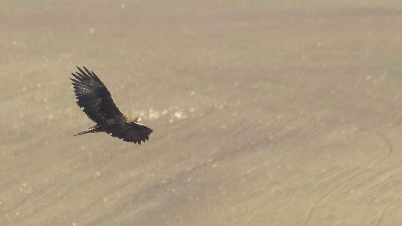 Golden Eagle